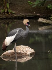 A majestic grey crowned crane stood by a rock in a pond