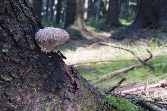 An uncooked boletus on the bark of a tree with drops of sap.