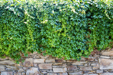 Mauer mit grünen Blättern Textur