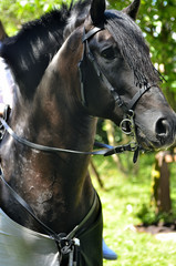 Fototapeta premium ritratto equino