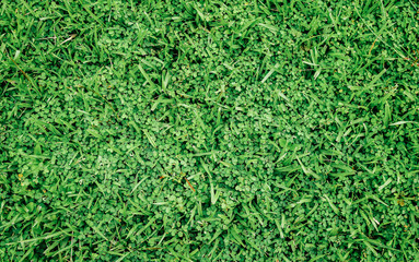 Natural green grass background