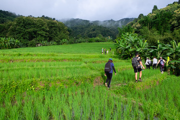 Fototapeta na wymiar Group of people hiking the trail in the forest and walking through paddy rice field. Holiday event.