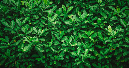 Obraz premium green leaf background with vintage filter 