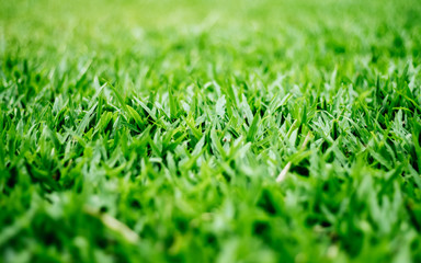 Natural green grass background with selective focus