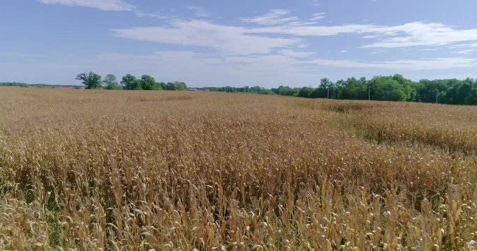 Rise up to reveal the field that is ready to be harvested!