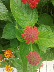 Verbena, Lantana Camara, Shrub