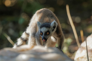Jeune lémurien maki catta