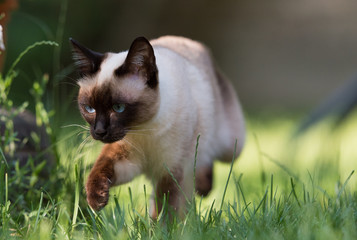 Siamese cat with bright blue eyes