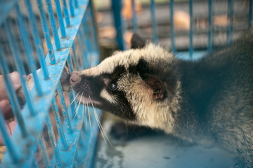 捕獲されたハクビシン