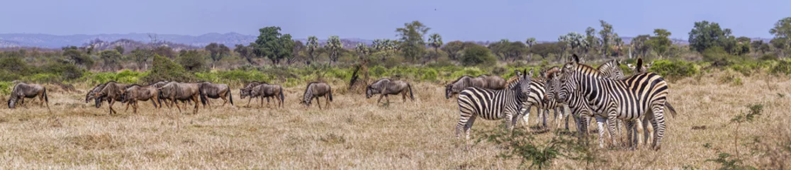 Fotobehang Vlakteszebra en Blauwe gnoe in het Nationale park van Kruger, Zuid-Afrika  Specie Equus quagga burchellii en Connochaetes taurinus © PACO COMO