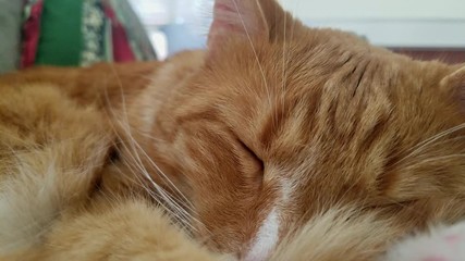 Search Photos Feline