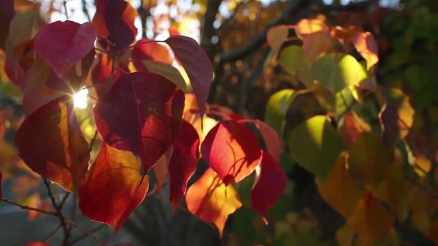 sunset light flare through autumn colour on Chinese Tallow tree
