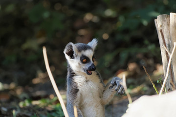 Fototapeta premium Jeune lémurien maki catta