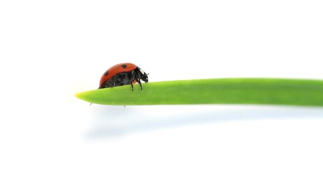 ladybug on green blade of grass