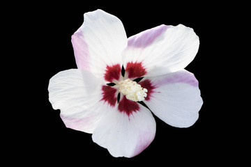 Hibiscus syriacus 'Mathilde' white flower isolated on black.