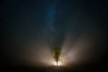 Starry sky and magical tree lit by torch