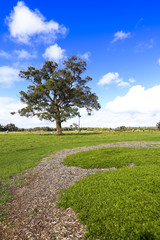 Beautiful landscape of green meadow field on a beautiful blue summer sky