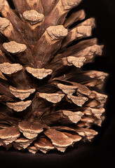 pine cone