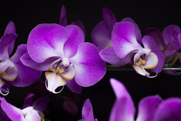 Orchid 03