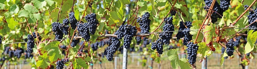 Blue grapes on vine panoramic image
