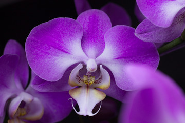 Orchid 01