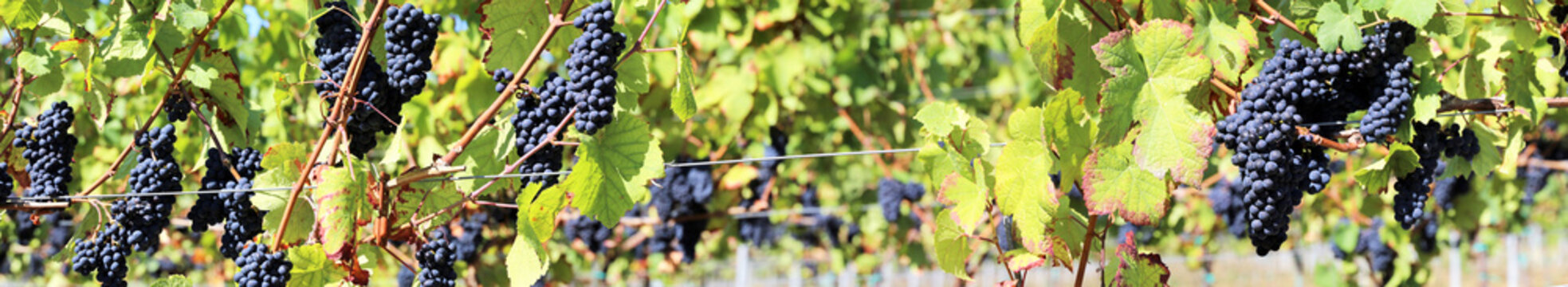 Blue grapes on vine panoramic image