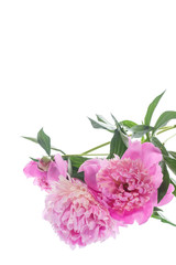 bouquet of blooming peonies on white background
