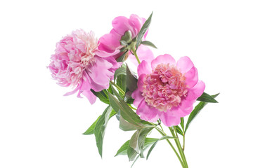 bouquet of blooming peonies on white background