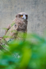 シマフクロウの幼鳥
