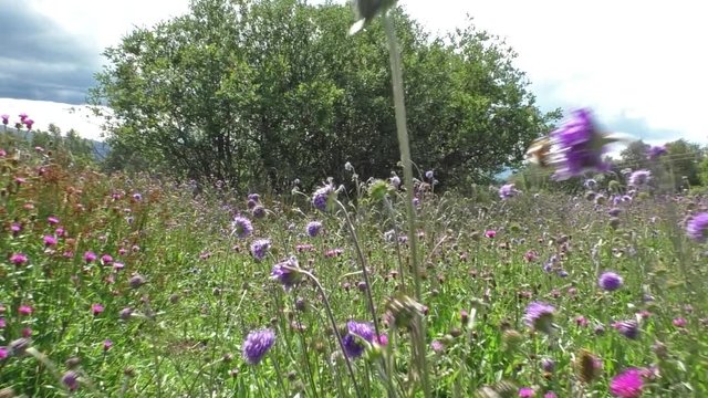 Wildflower meadow captured near to ground level, moving camera at slow walking speed showing a dazzling array of flowers and insects, including devil's bit scabious and common knapweed.
