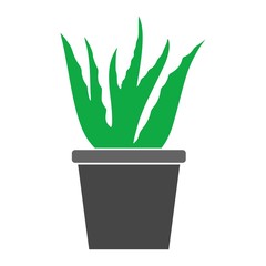 Green aloe vera plant with leaves