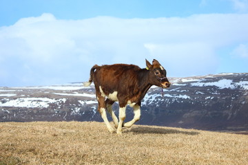 Icelandic calf running and playing