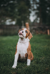 staffordshire terrier