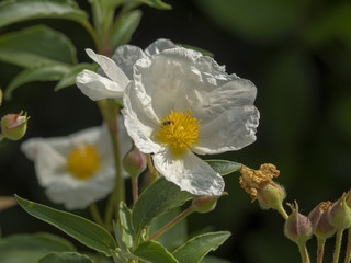 Cistus monspeliensis. Cistes blancs de Montpellier