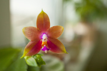 Beautiful rare orchid in pot on blurred background