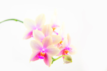 Obraz na płótnie Canvas Beautiful rare orchid in pot on white background