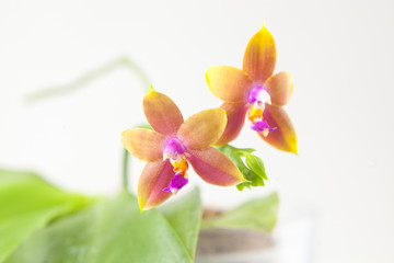 Obraz na płótnie Canvas Beautiful rare orchid in pot on blurred background