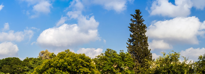 Blue cloudy sky and crowns of trees, panorama