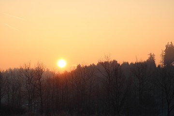 Obraz premium Morning in the woods