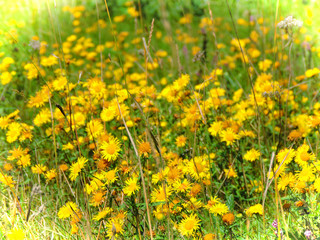 Fototapeta premium meadow