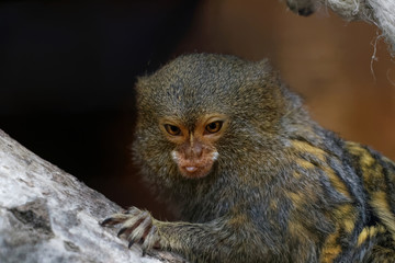 Ouistiti pygmée en gros plan qui tire la langue