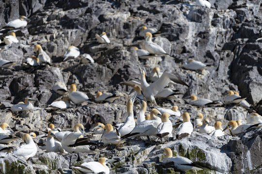 Nesting Gannets