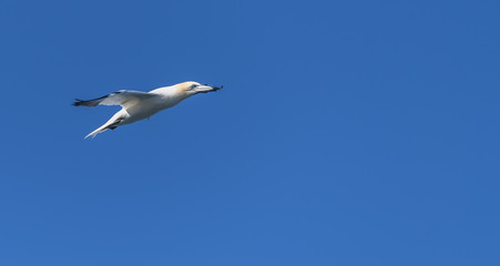 Gannet Flying