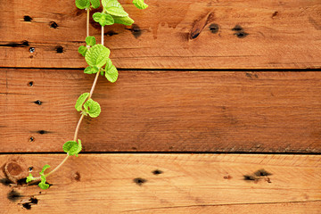 Vines on wooden walls