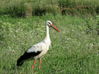 White stork walking in a green grass on a swamp. Stork (Ciconia ciconia) in the wild nature