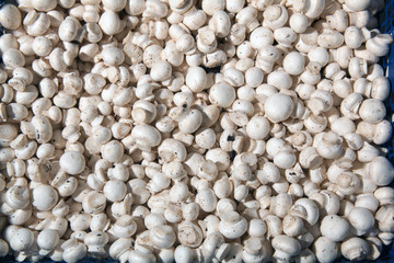 texture, containers for sauces, mushrooms, champignons, patty, second course in the restaurant, fast food, food, healthy food