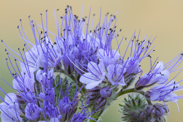 Obraz premium Phacelia - Close up