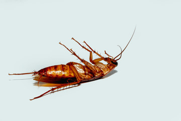 Cockroach brown with  antennae on isolated white background