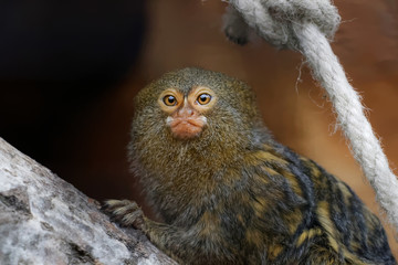 Ouistiti pygmée en gros plan