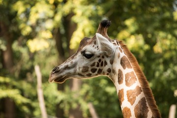 Portrait of Rothschild's giraffe (Giraffa camelopardalis rothschildi)